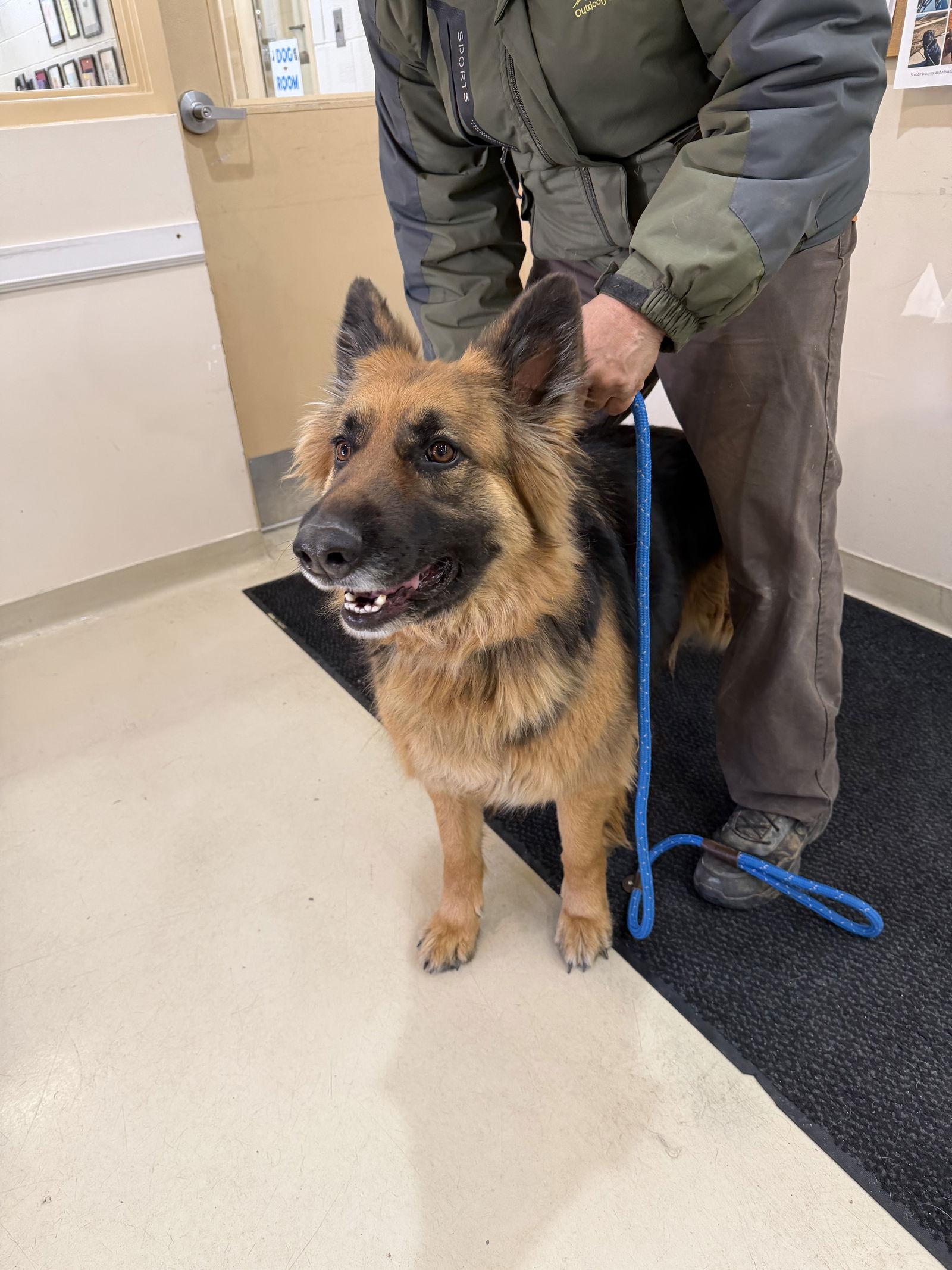 Enlarge Nala, a Adoptable German Shepherd Dog in Baltimore, MD image 1/3