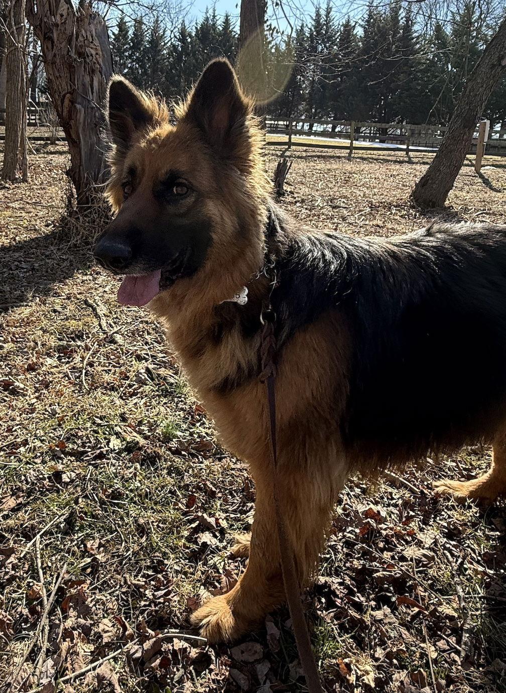 Nala, Adoptable, Adult Female German Shepherd Dog.
