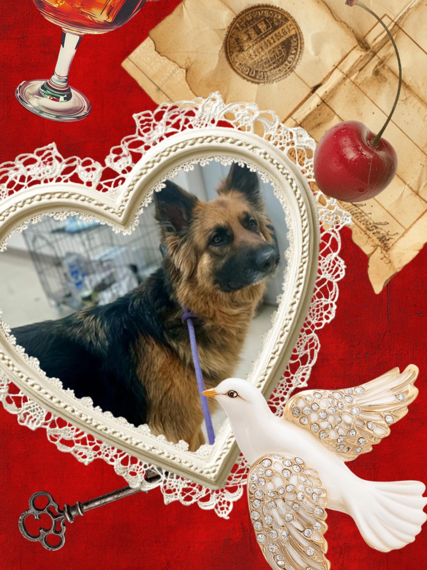 Nala, Adoptable, Adult Female German Shepherd Dog.