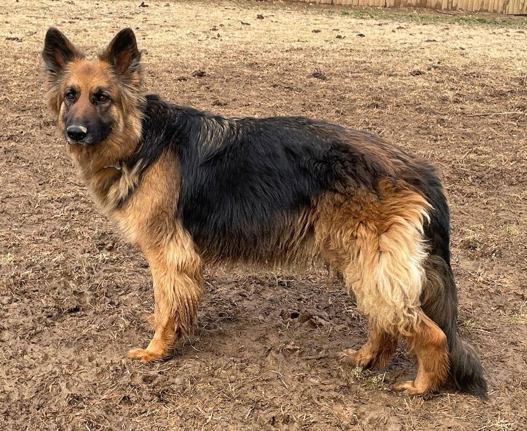 Enlarge Nala, a Adoptable German Shepherd Dog in Baltimore, MD image 2/3