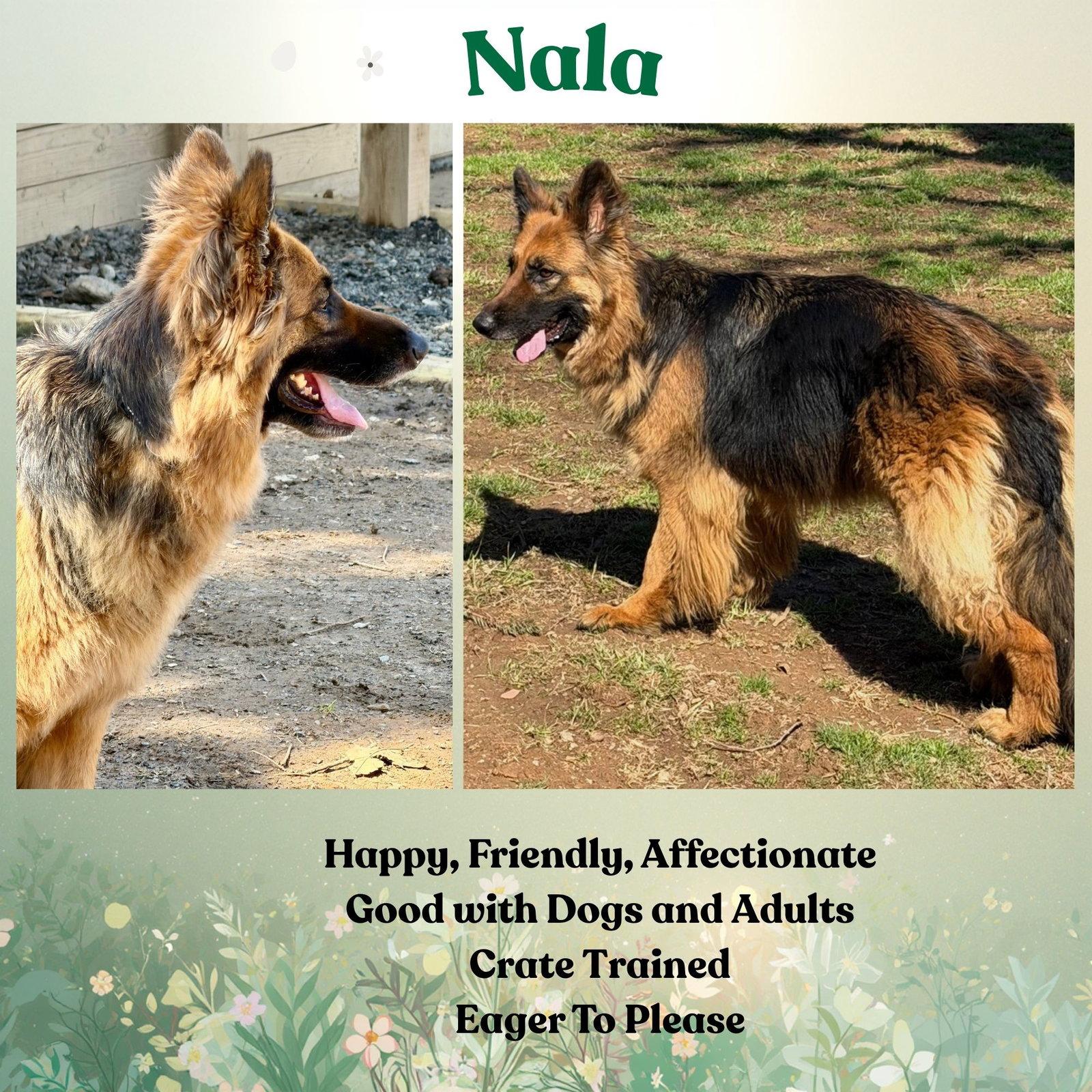 Enlarge Nala, a Adoptable German Shepherd Dog in Baltimore, MD image 3/3
