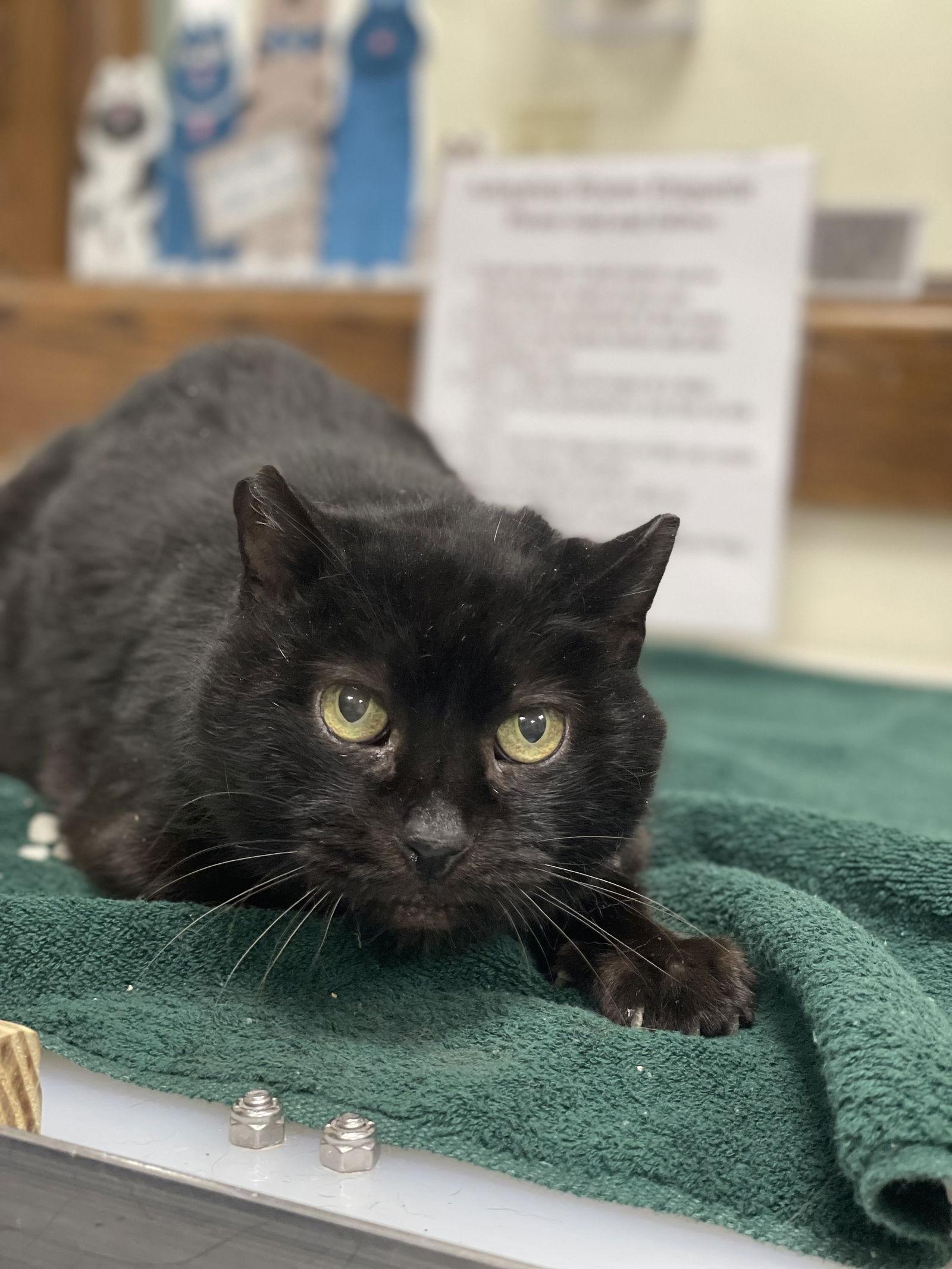 Enlarge Nine, a Adoptable Domestic Short Hair in Lancaster, PA image 1/2