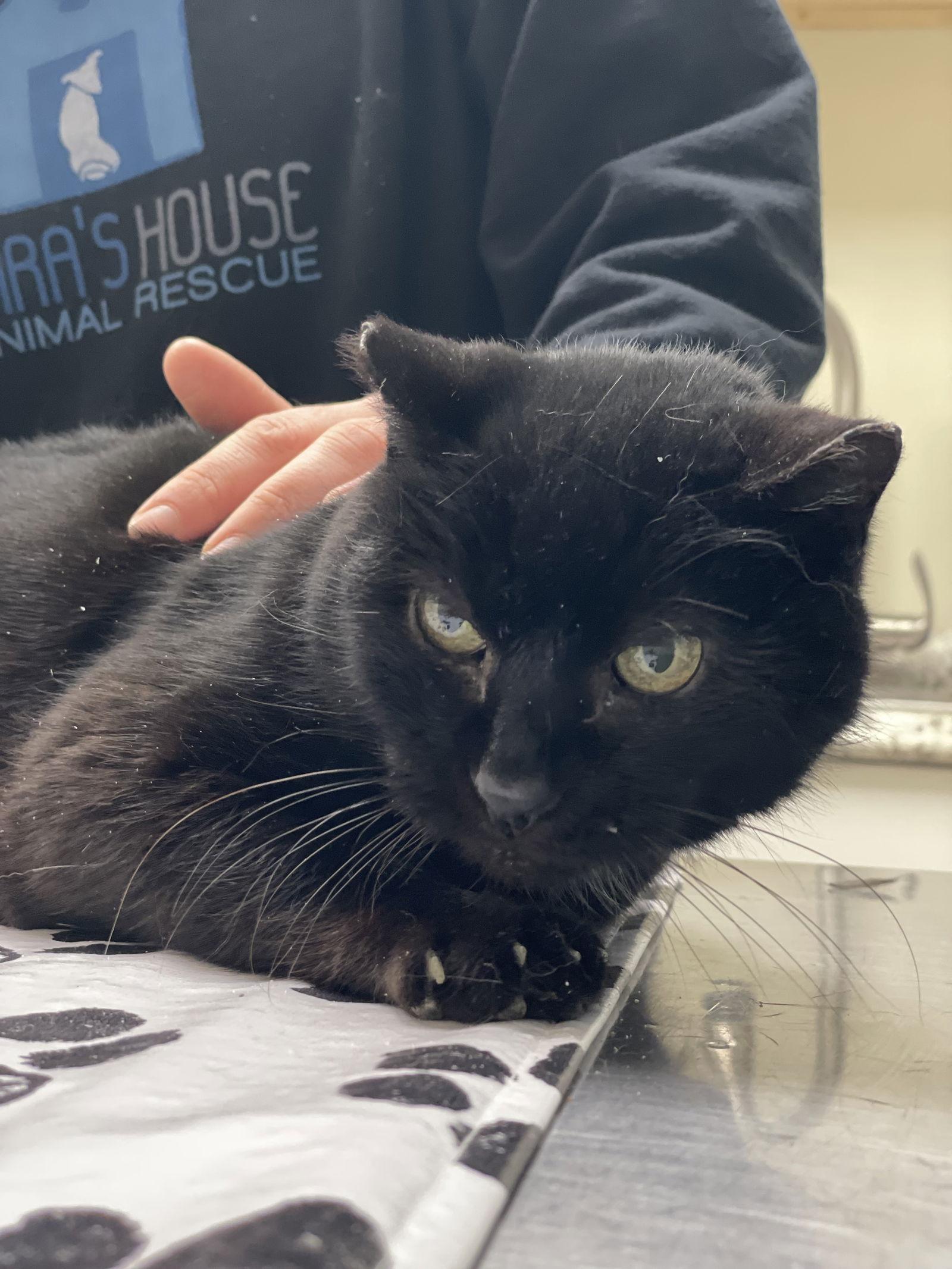 Enlarge Nine, a Adoptable Domestic Short Hair in Lancaster, PA image 2/2