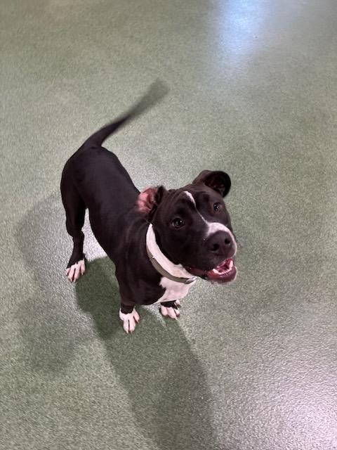 Smitty, Adopted, Young Male Pit Bull Terrier.