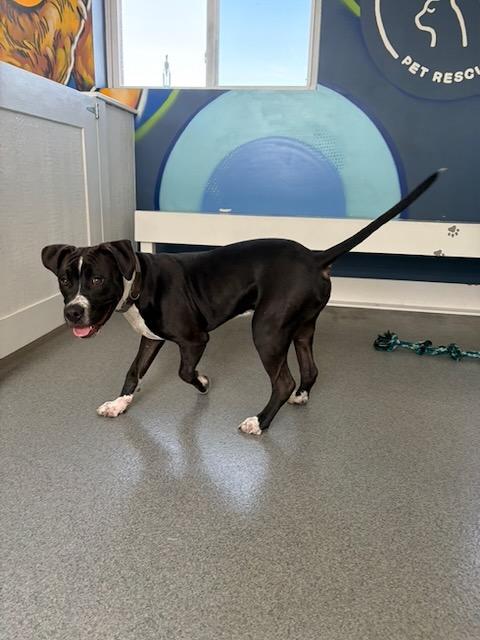 Enlarge Smitty, a Adopted Pit Bull Terrier in Seward, NE image 2/2
