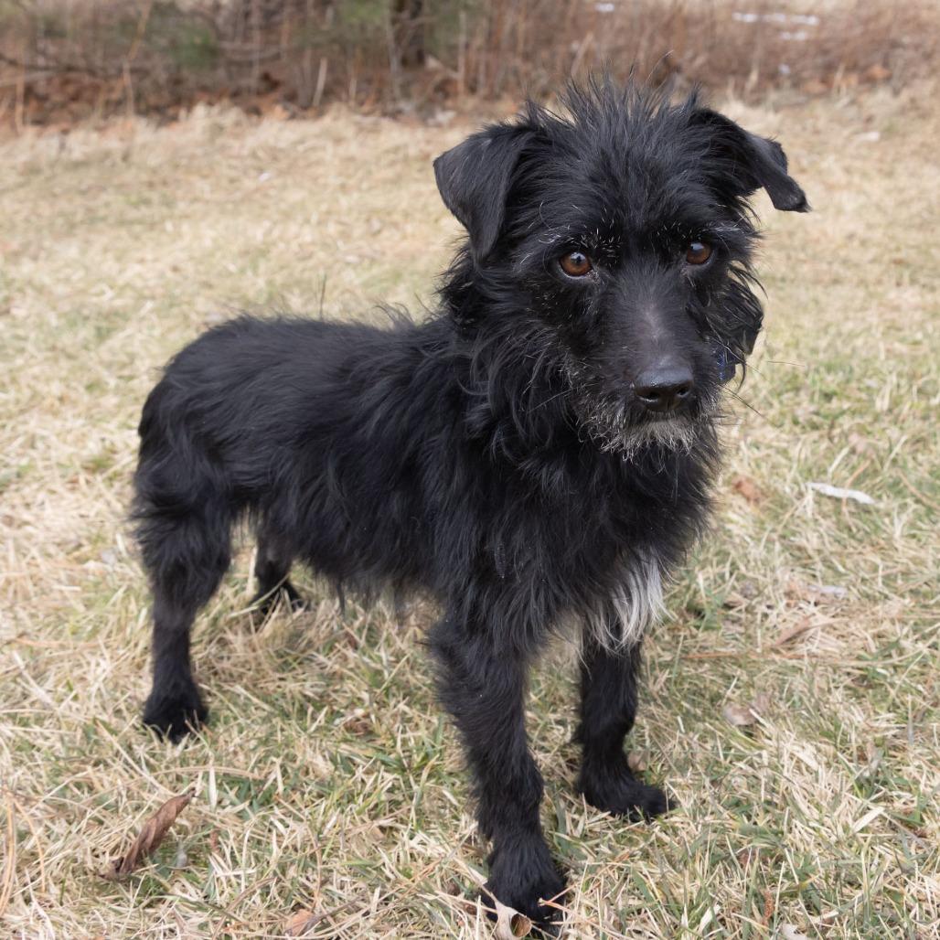 Publo, Adoptable, Adult Male Terrier.