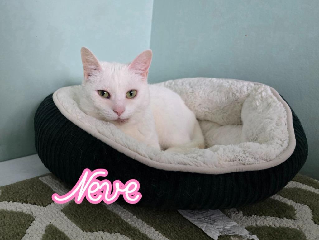 Neve, Adoptable, Adult Female Domestic Short Hair.