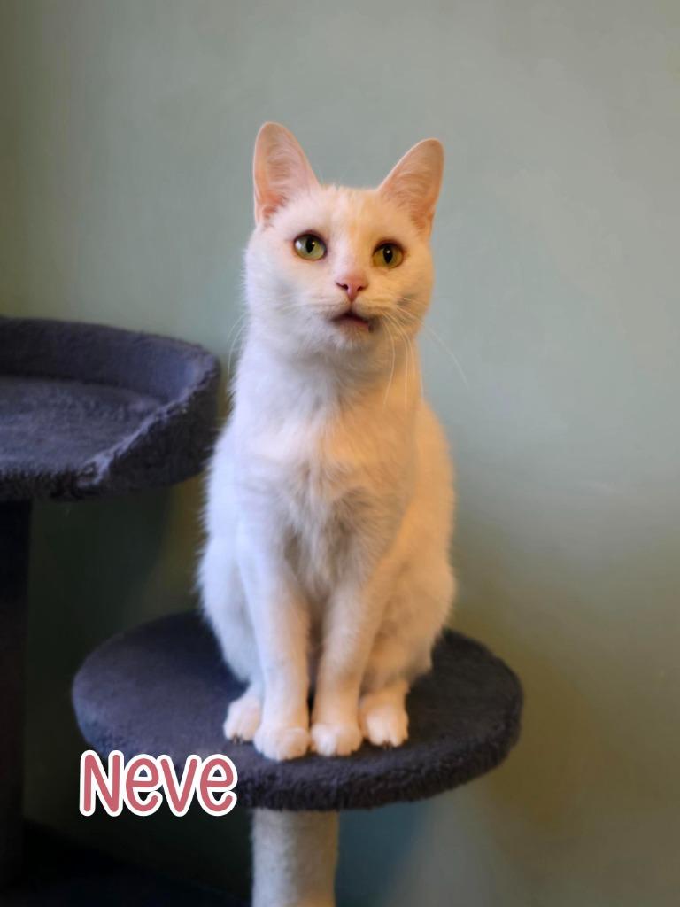 Neve, Adoptable, Young Female Domestic Short Hair.