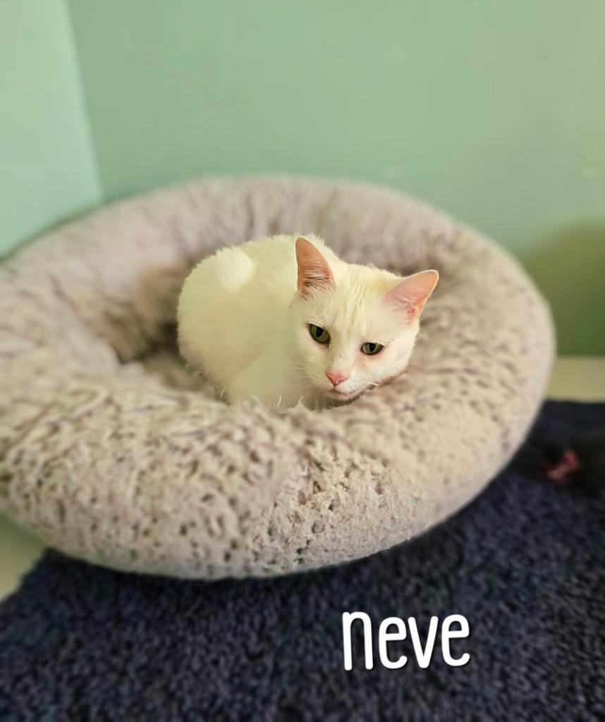 Enlarge Neve, a Adoptable mixed breed in Port Clinton, OH image 2/6