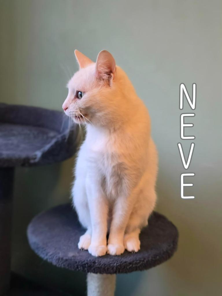 Enlarge Neve, a Adoptable mixed breed in Port Clinton, OH image 3/6