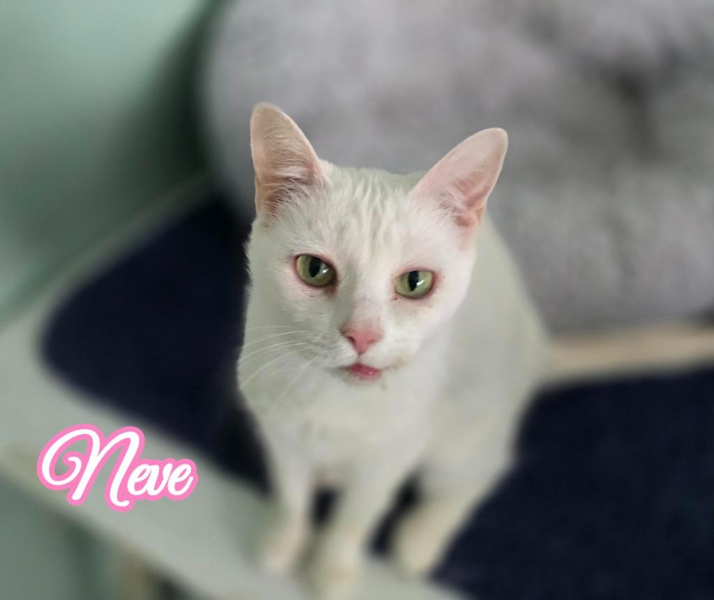 Enlarge Neve, a Adoptable mixed breed in Port Clinton, OH image 4/6