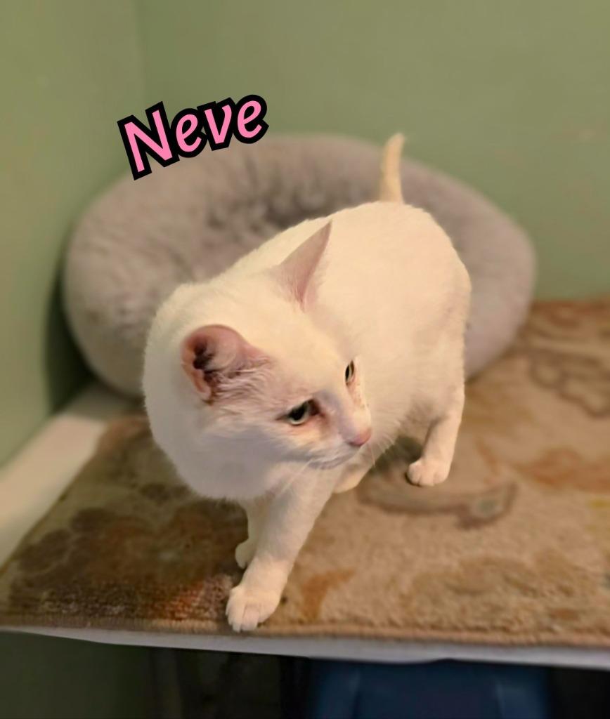Enlarge Neve, a Adoptable mixed breed in Port Clinton, OH image 6/6