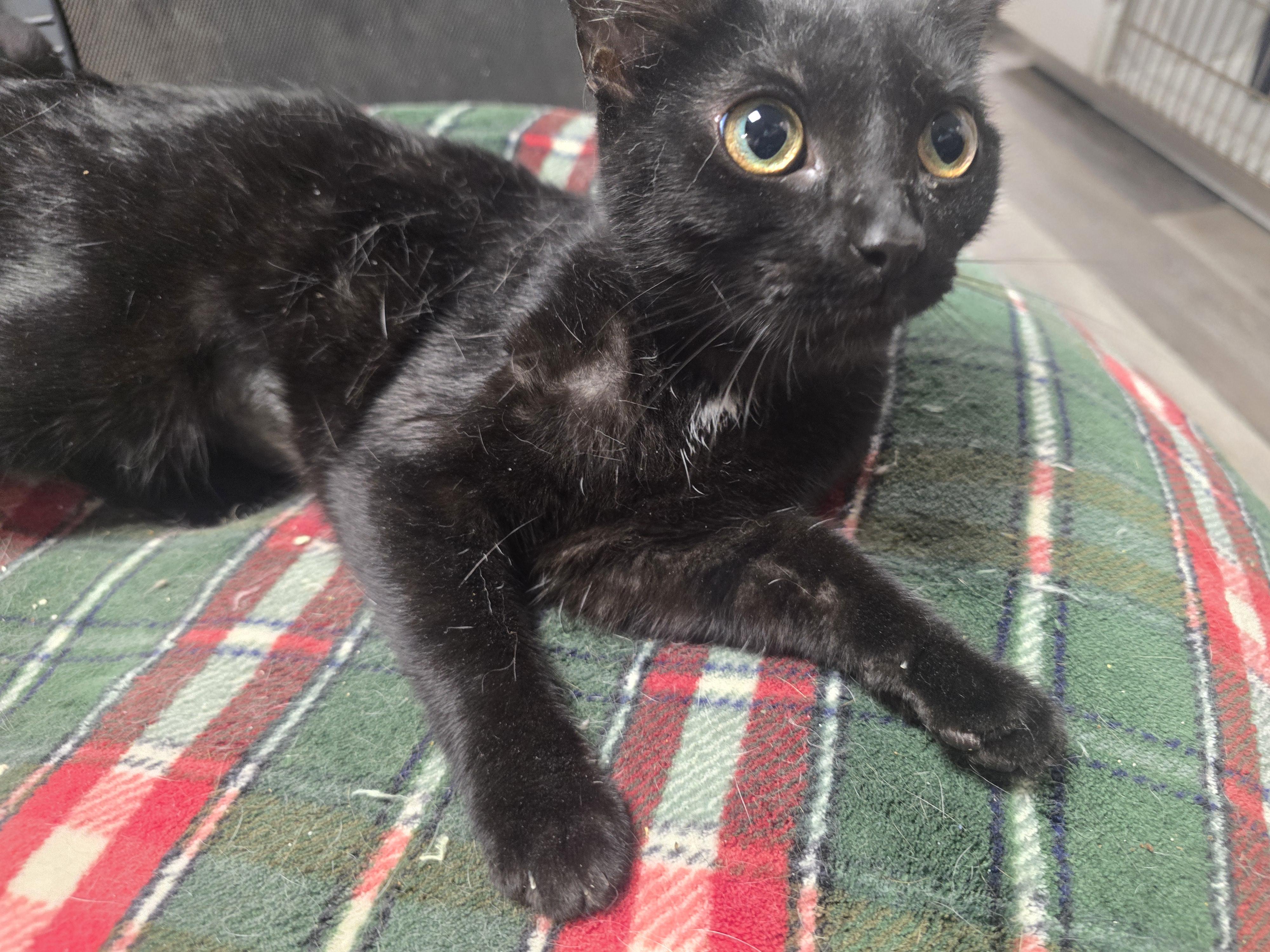 Siren, an adopted Domestic Short Hair in Allison Park, PA image 3/4