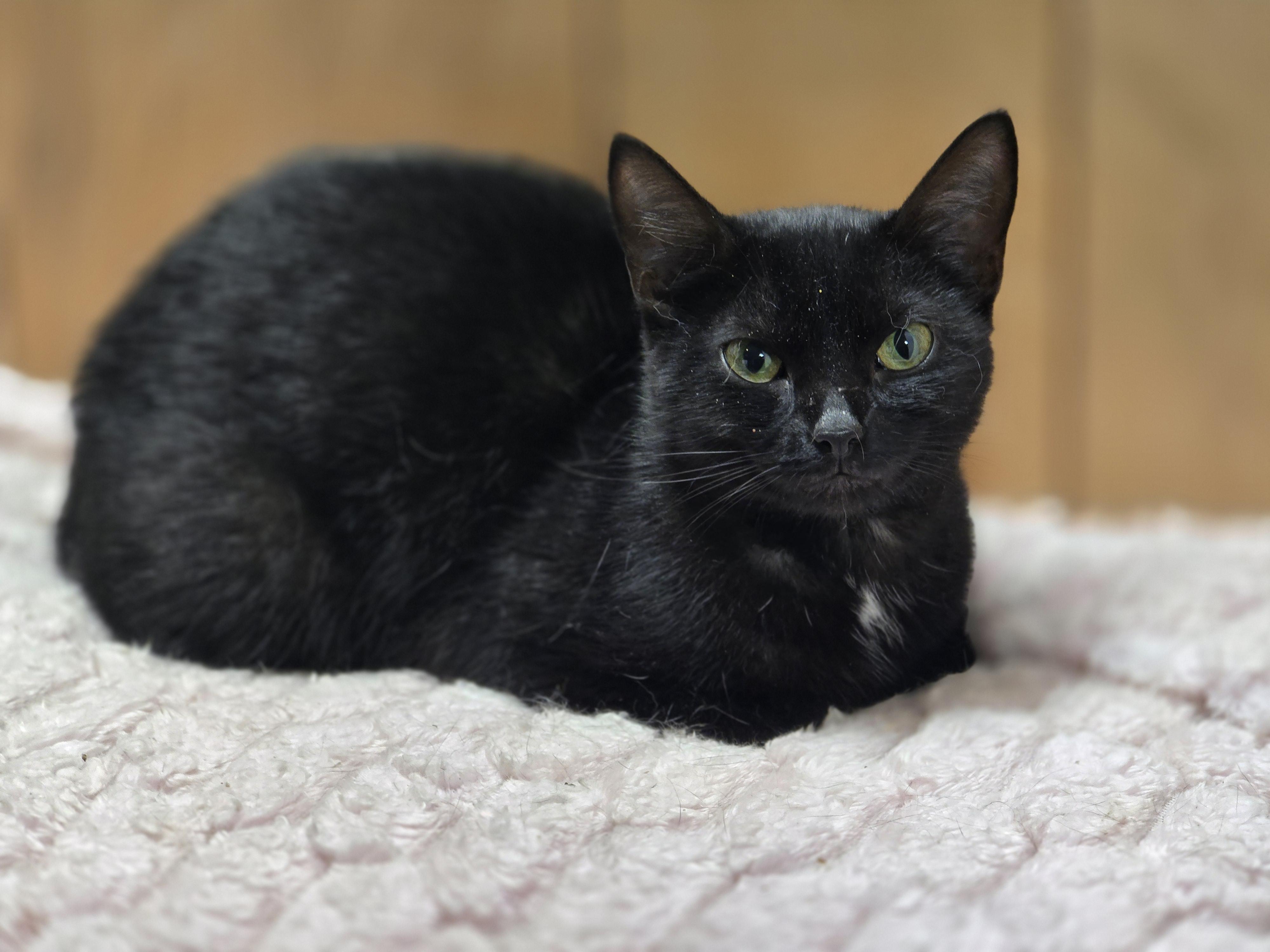Siren, an adopted Domestic Short Hair in Allison Park, PA image 4/4