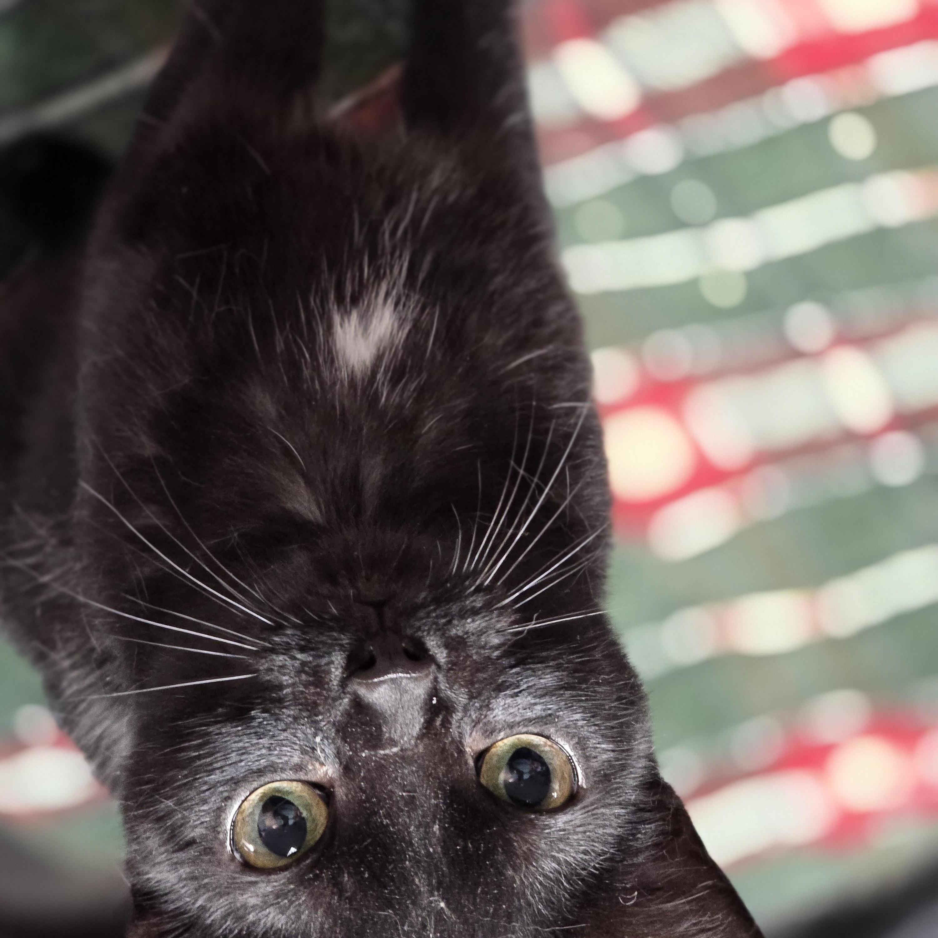 Siren, an adopted Domestic Short Hair in Allison Park, PA image 2/4