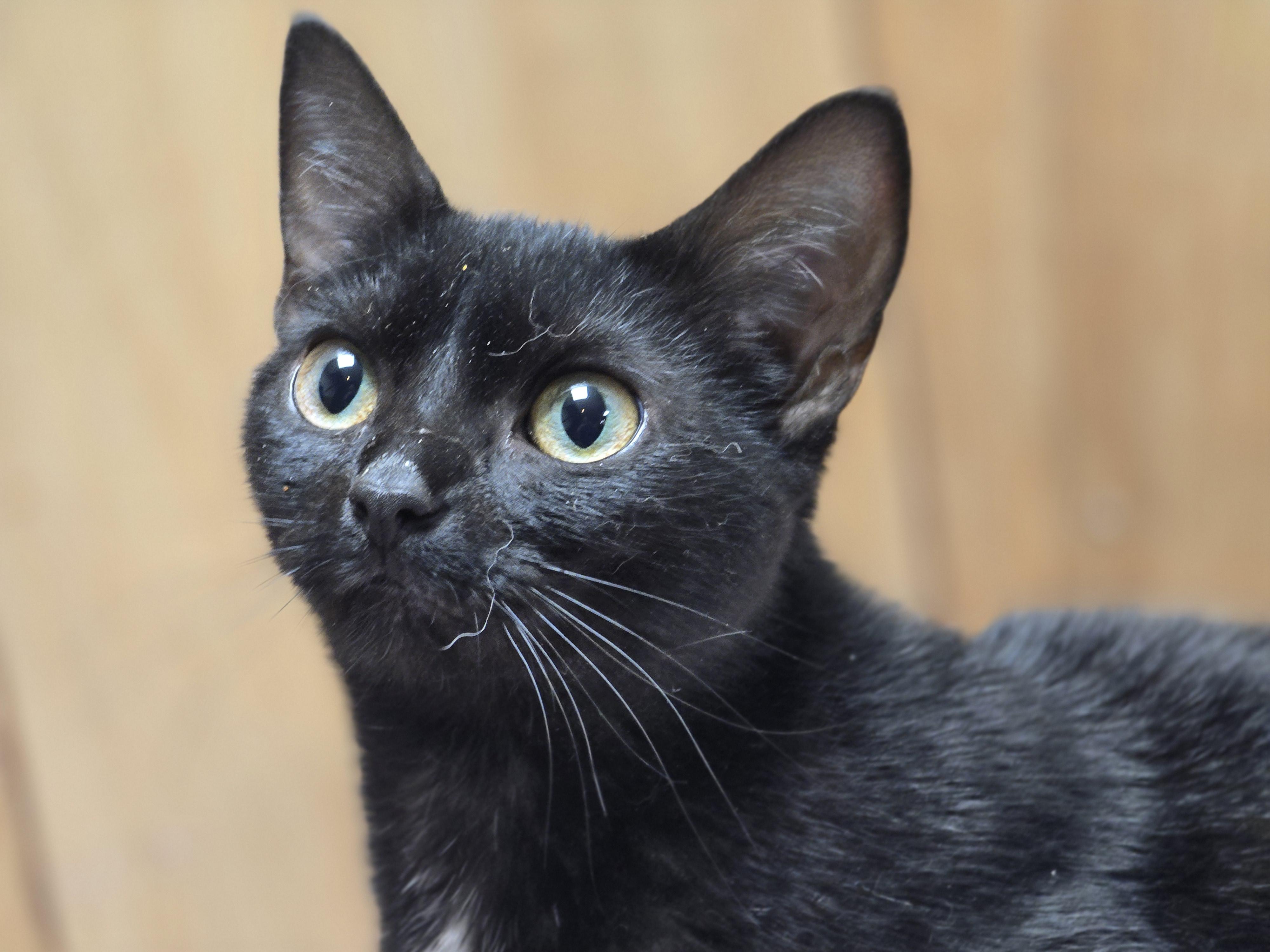 Siren, an adopted Domestic Short Hair in Allison Park, PA image 1/4