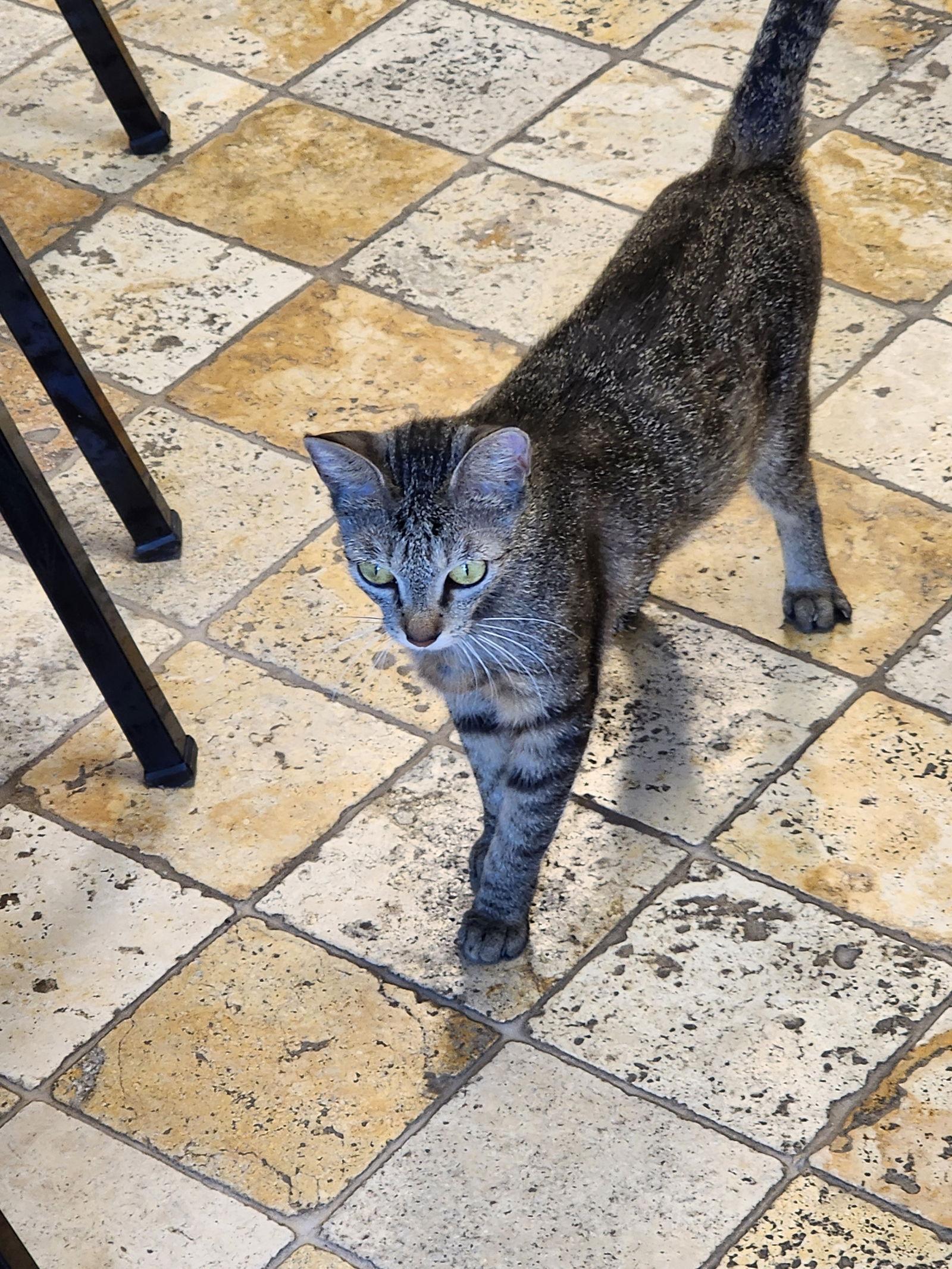 KitCat, Adoptable, Young Female Domestic Short Hair.