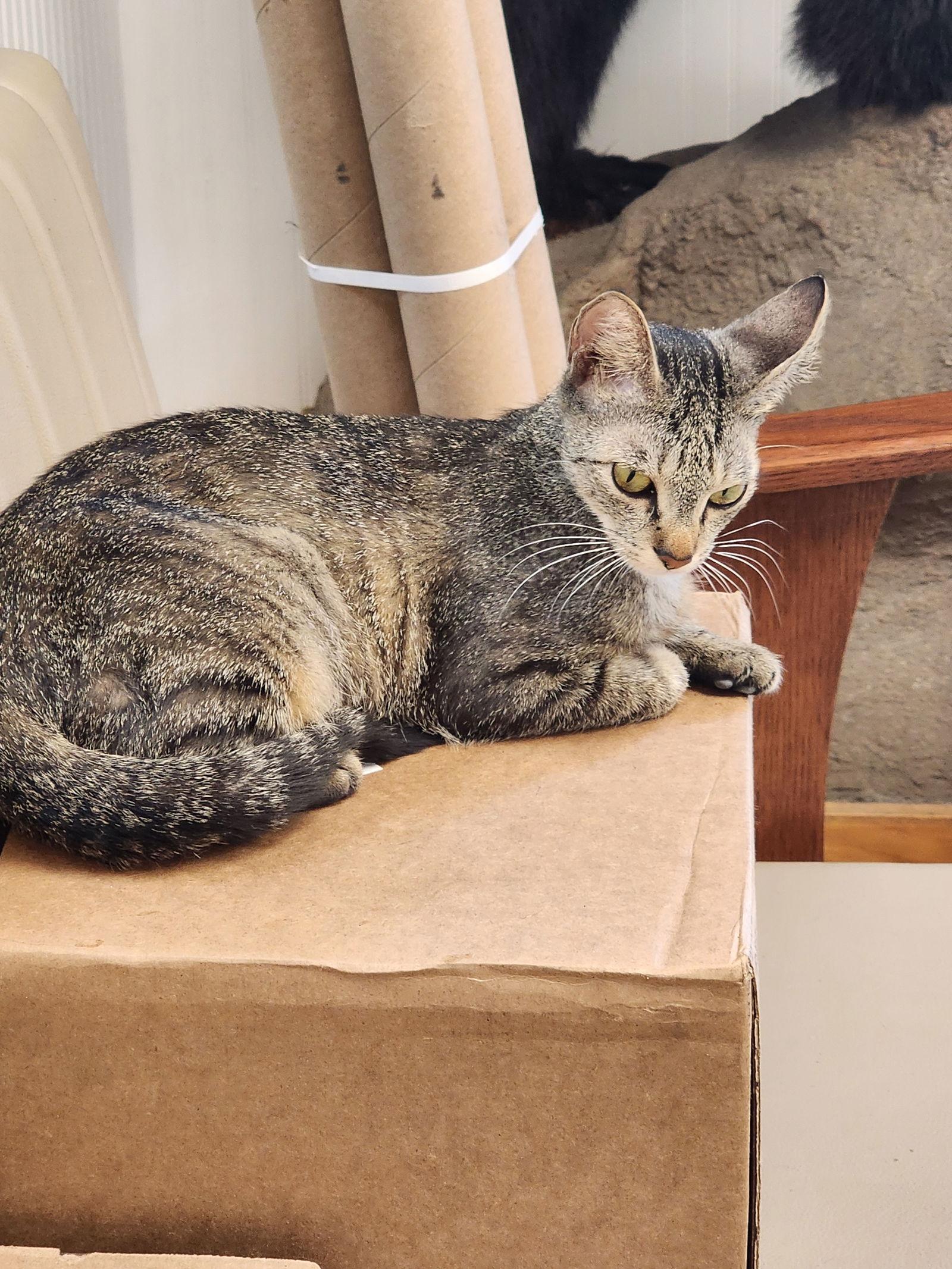 Enlarge KitCat, a Adoptable Domestic Short Hair in Naples, FL image 2/2