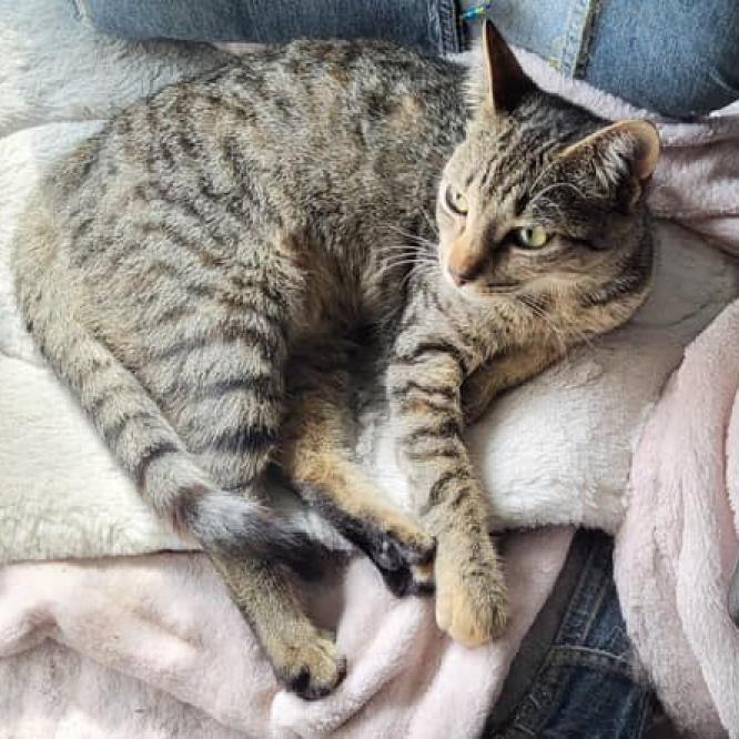 Wednesday, a Adoptable Domestic Short Hair in Leander, TX image 1/3