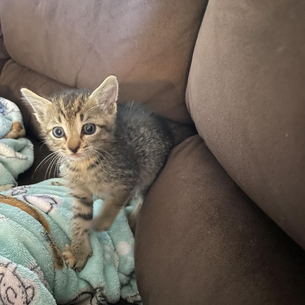 Wednesday, a Adoptable Domestic Short Hair in Leander, TX image 2/3