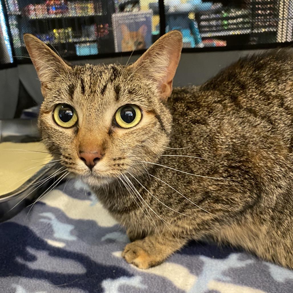 Wednesday, a Adoptable Domestic Short Hair in Leander, TX image 3/3