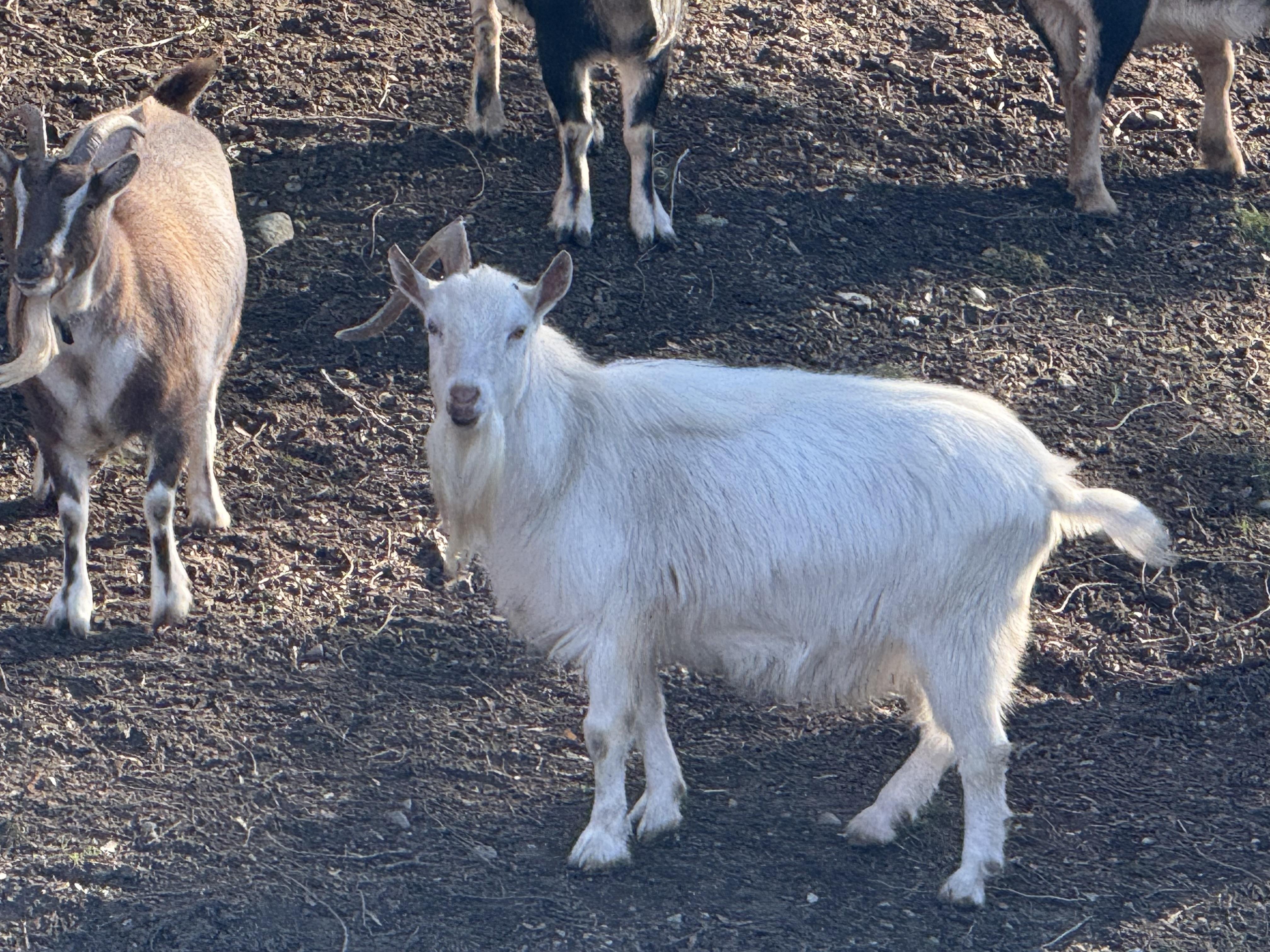Enlarge Randy, a Adoptable mixed breed in Quilcene, WA image 2/3