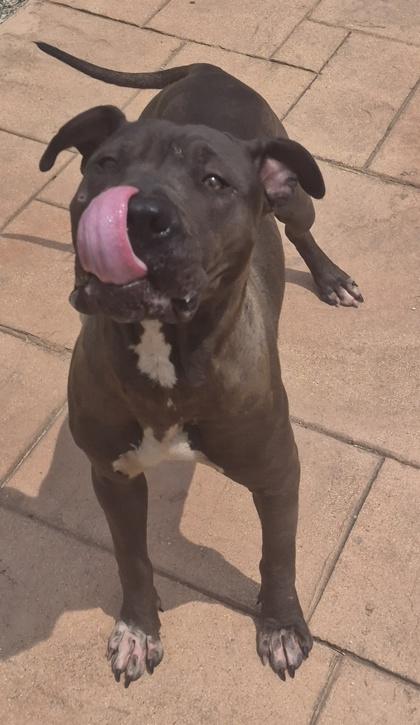 Woofy, Adoptable, Puppy Male Pit Bull Terrier & Mixed Breed.