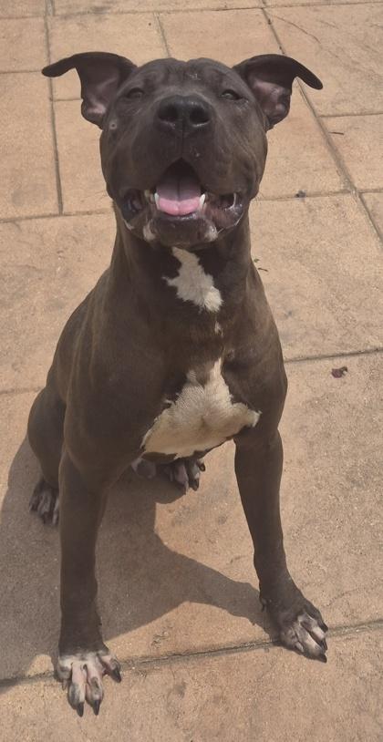 Enlarge Woofy, a Adoptable mixed breed in Shreveport, LA image 2/2