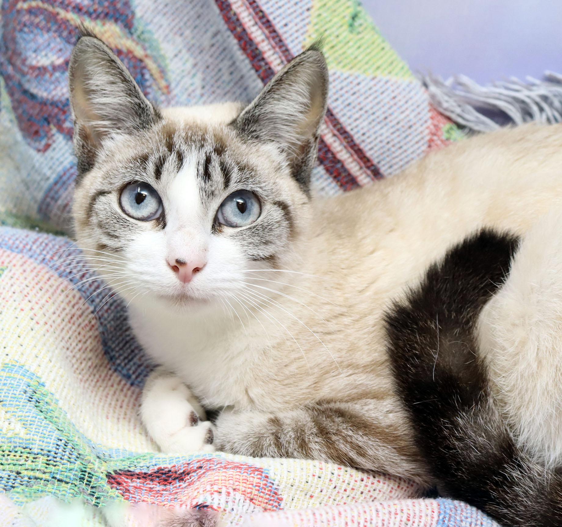 Poppy, an adopted mixed breed in Tierra Verde, FL image 1/2