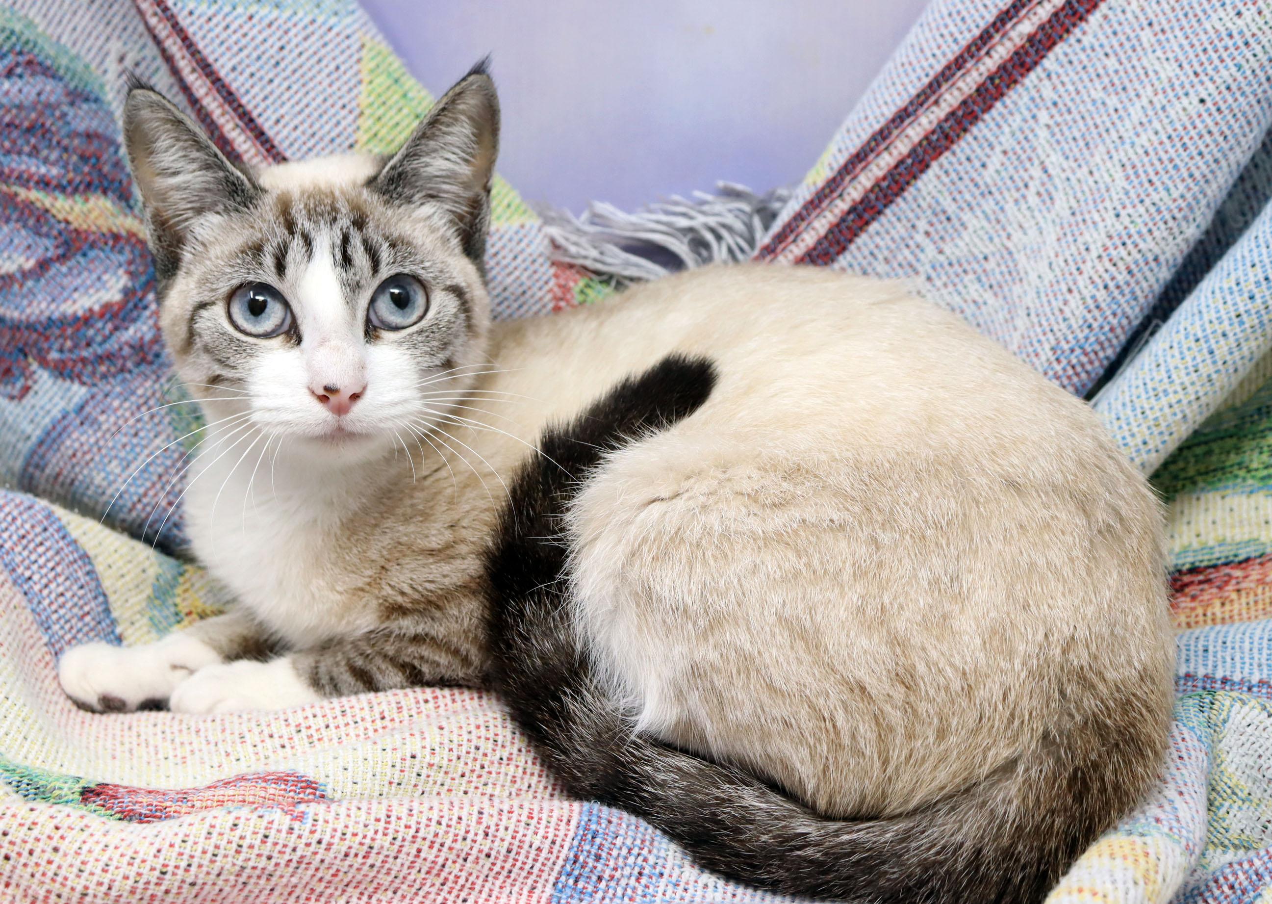 Poppy, an adopted mixed breed in Tierra Verde, FL image 2/2