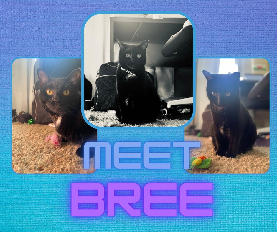 Bree, Adoptable, Young Female Domestic Short Hair.