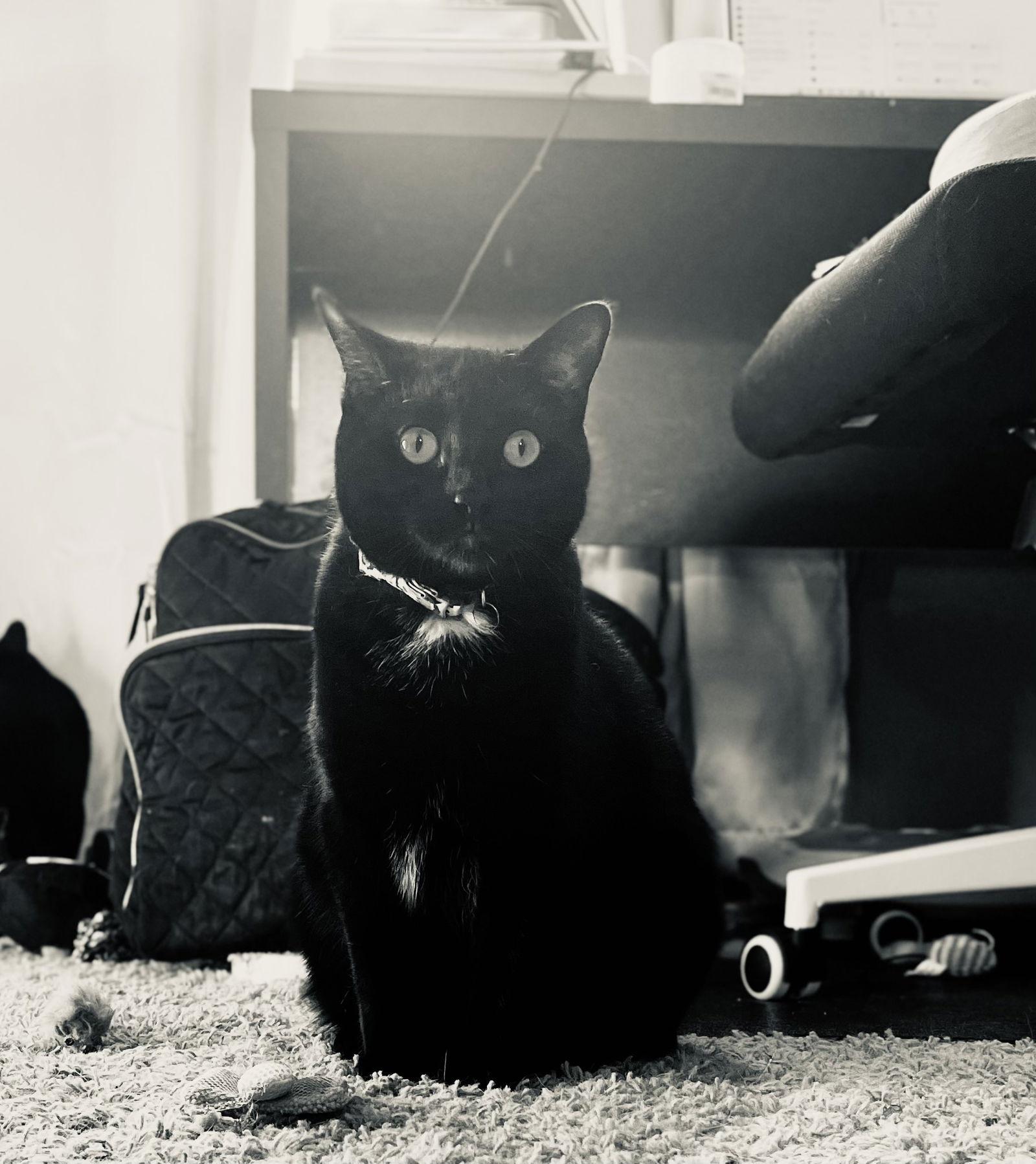 Bree, a Adoptable Domestic Short Hair in Cincinnati, OH image 2/3