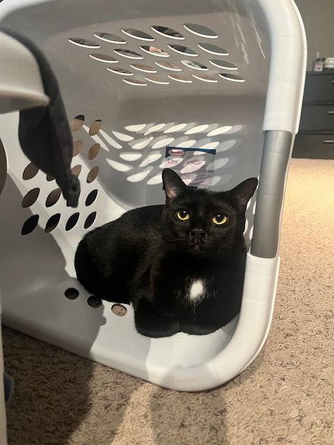 Bree, a Adoptable Domestic Short Hair in Cincinnati, OH image 3/3