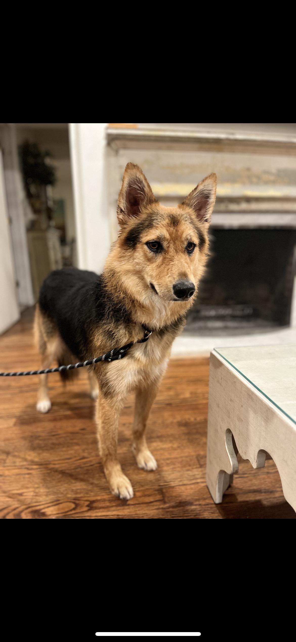 Enlarge RUBY, a ADOPTABLE mixed breed in Branford, CT image 2/4