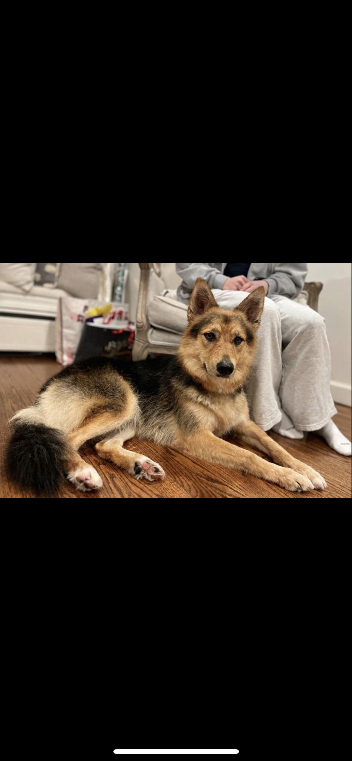 RUBY, ADOPTABLE, Young Female German Shepherd Dog.