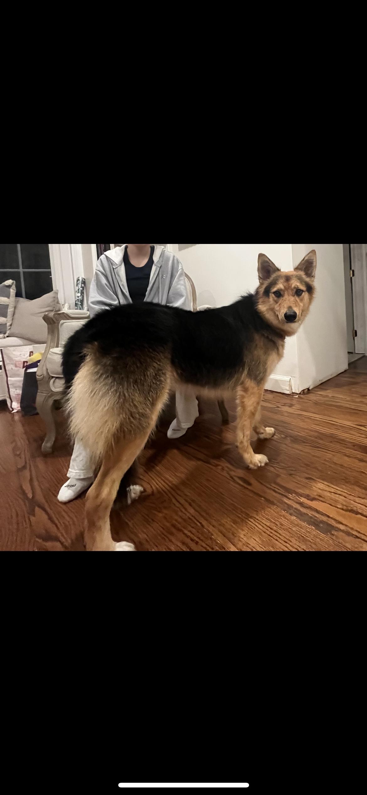 Enlarge RUBY, a ADOPTABLE mixed breed in Branford, CT image 4/4