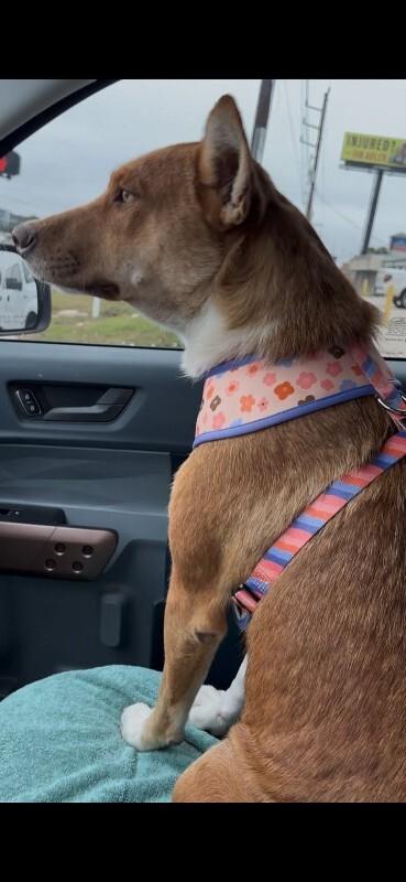 Winter Winnie Sugar Baby — thumbnail 2