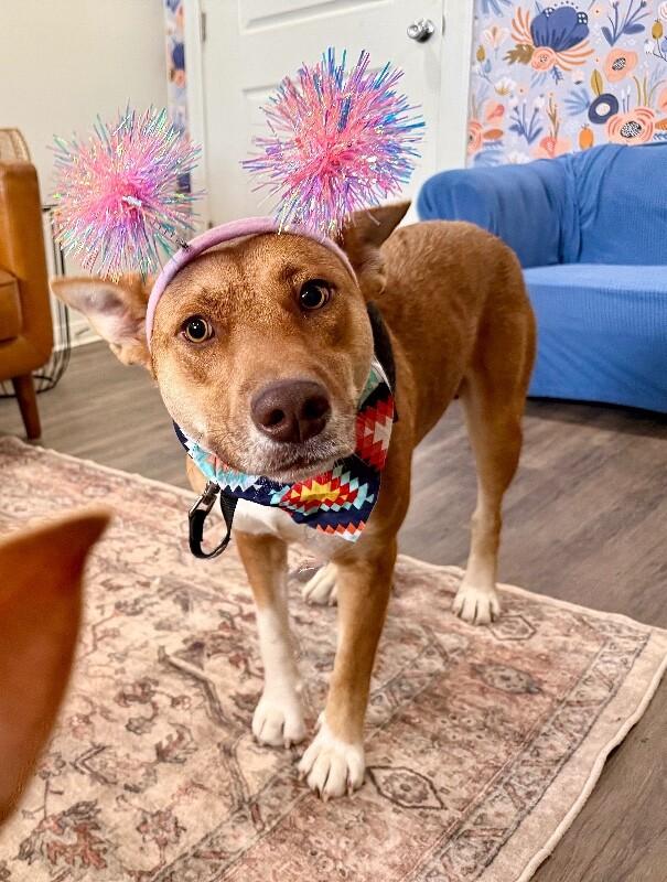 Winter Winnie Sugar Baby — thumbnail 3