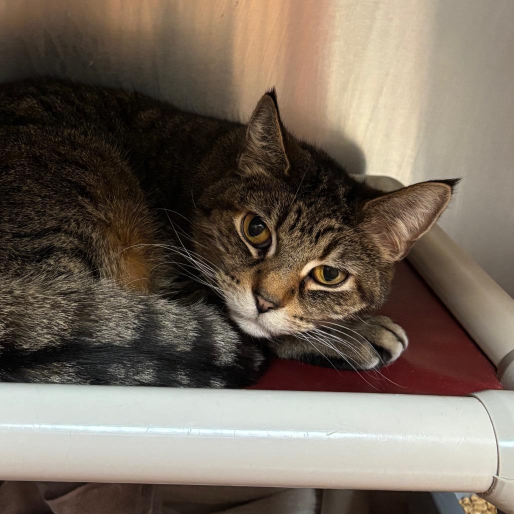 Enlarge Comet, a ADOPTABLE Domestic Short Hair in Chippewa Falls, WI image 1/1