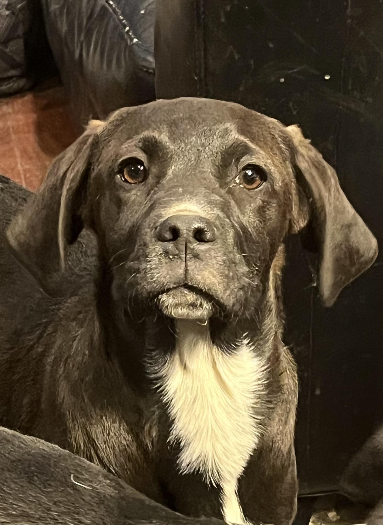 Enlarge Key Lime, a Adoptable mixed breed in Longmont, CO image 1/2