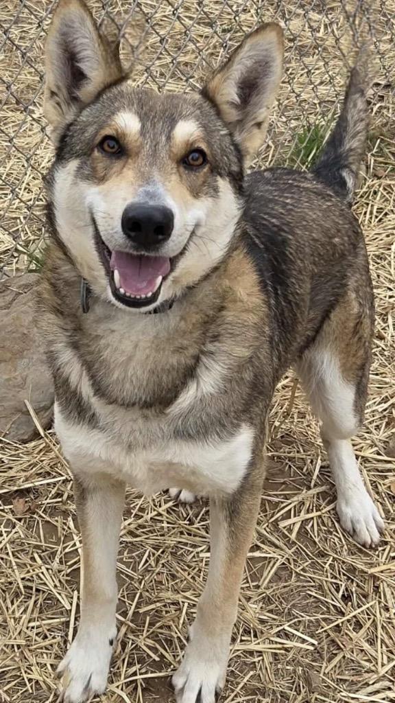 DIEGO, Adoptable, Young Male Husky.