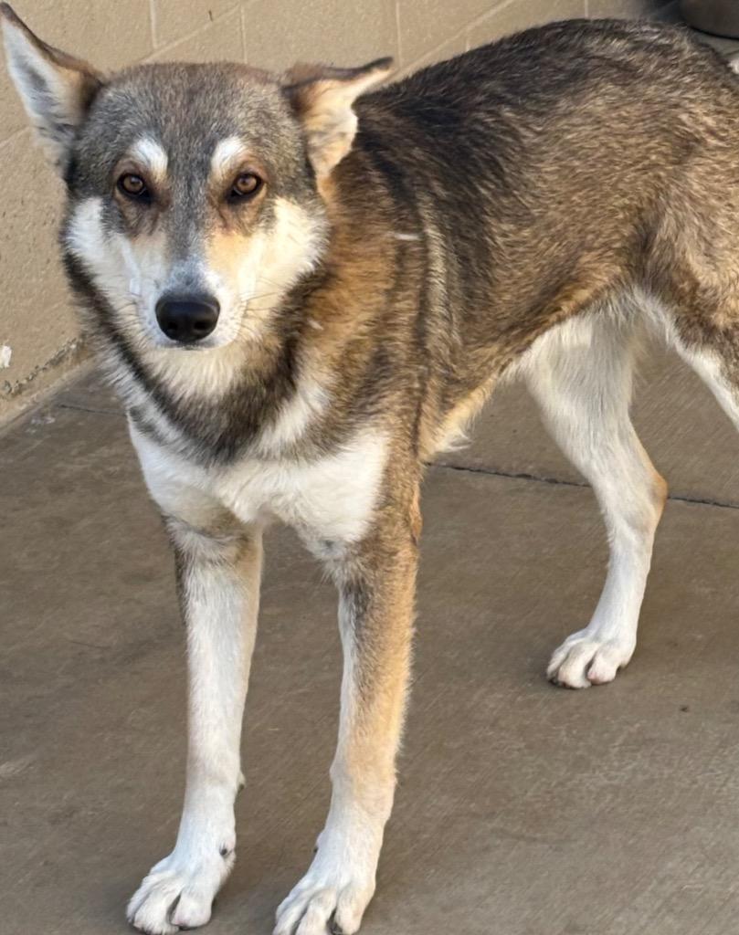 Enlarge DIEGO, a Adoptable Husky in Elizabethton, TN image 3/3