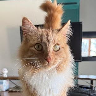 Enlarge Lucille, a ADOPTABLE Domestic Long Hair in Danbury, CT image 1/3