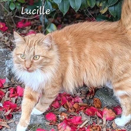 Enlarge Lucille, a ADOPTABLE Domestic Long Hair in Danbury, CT image 3/3