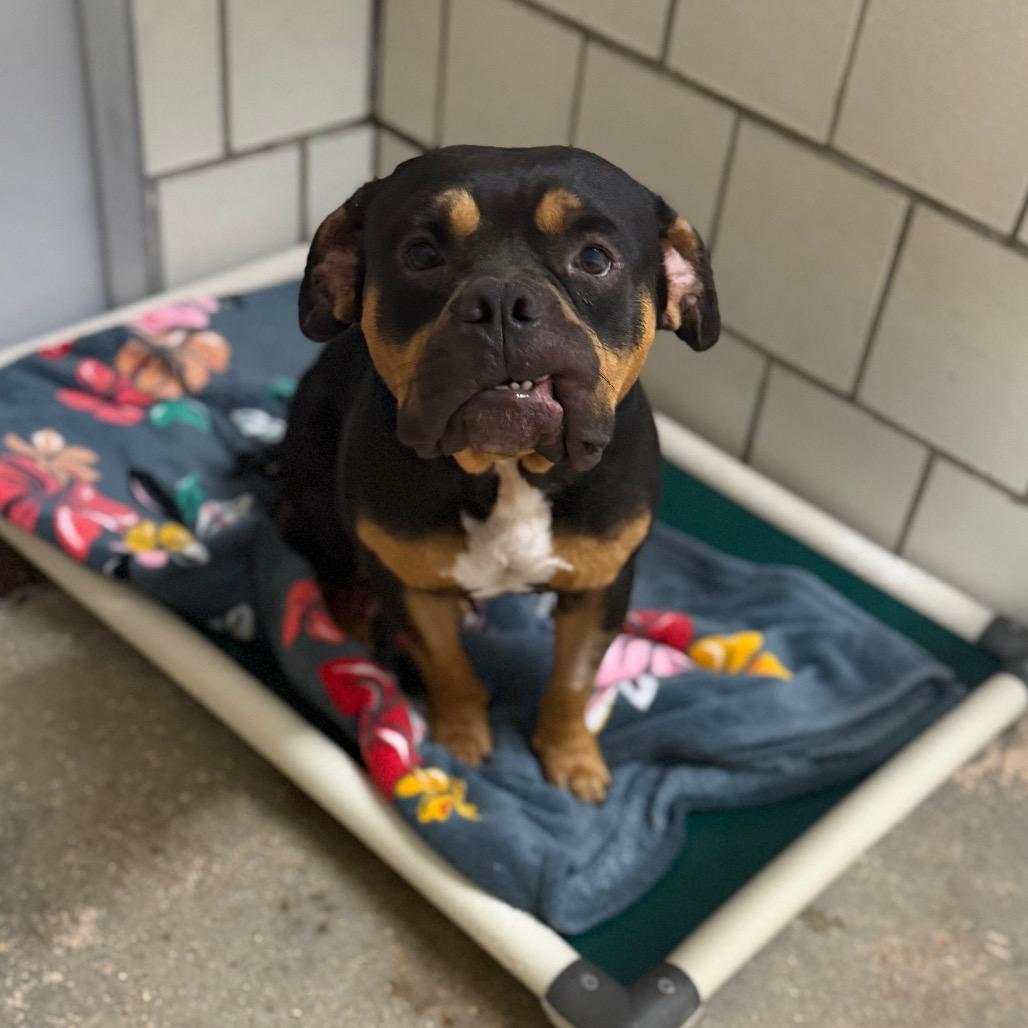 Walker, Adoptable, Adult Male Pit Bull Terrier.