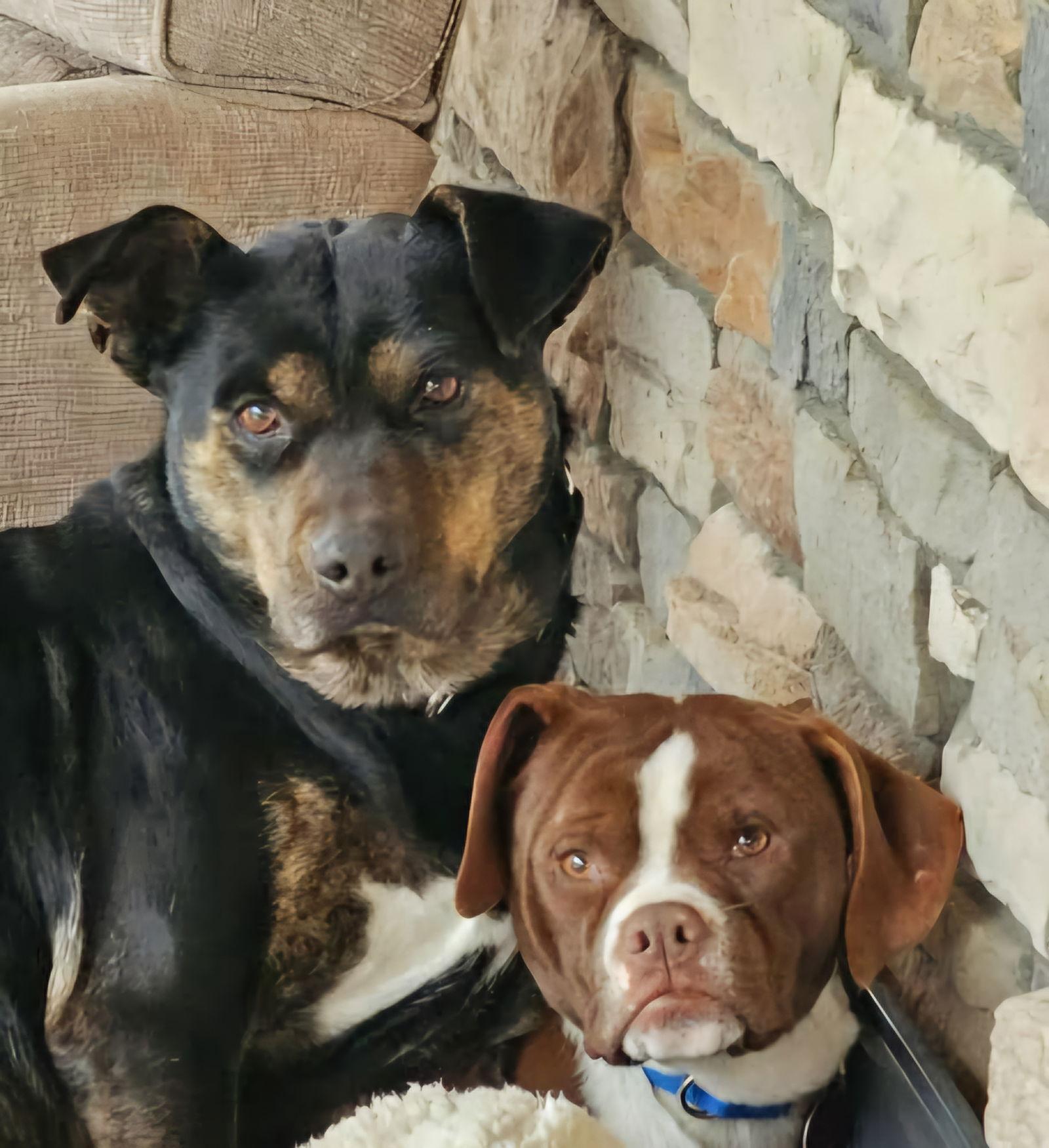 Enlarge OAKLEY, a Adoptable Mountain Cur in Franklin, TN image 1/3