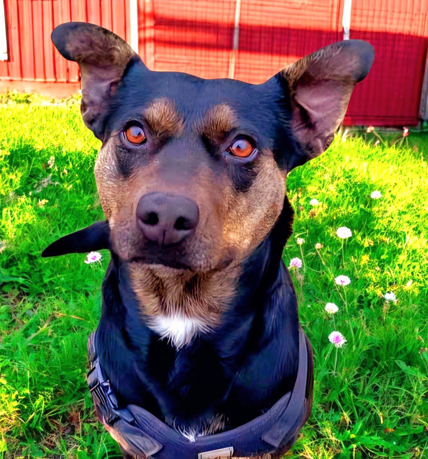 Enlarge OAKLEY, a Adoptable Mountain Cur in Franklin, TN image 2/3