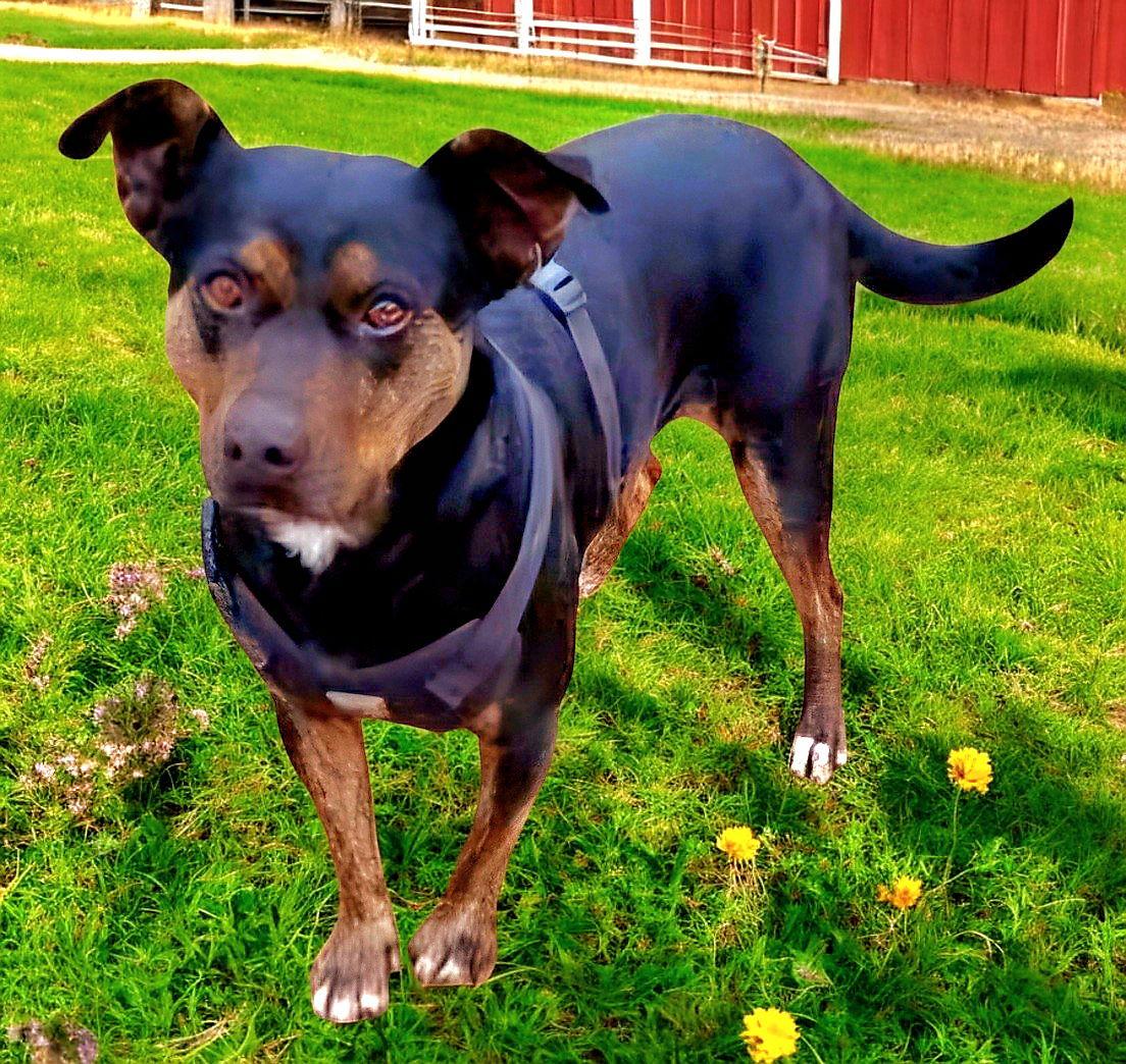 Enlarge OAKLEY, a Adoptable Mountain Cur in Franklin, TN image 3/3