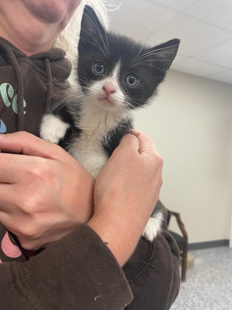 Cosette, Adoptable, Kitten Female Domestic Short Hair.