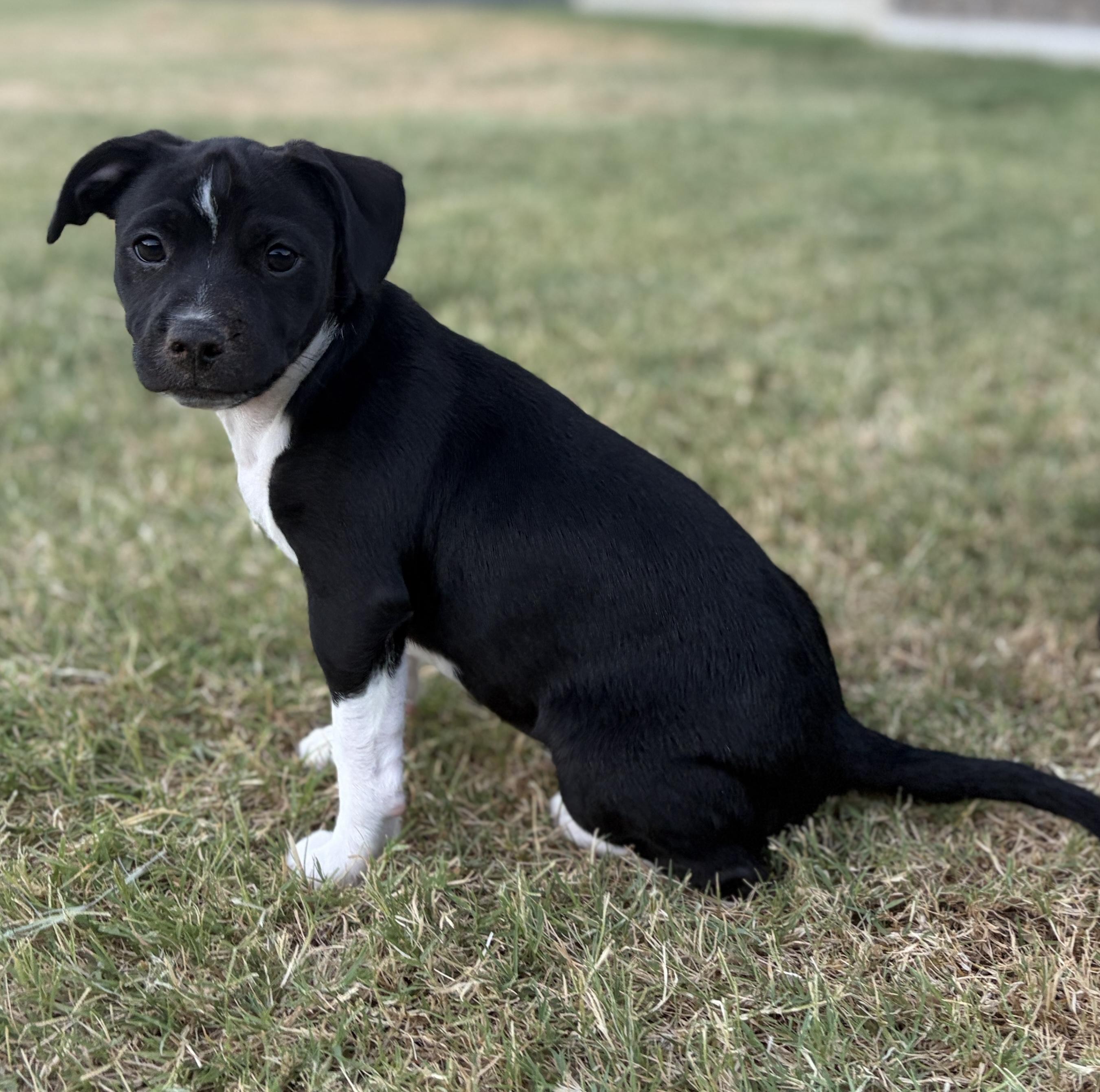 Prince, a Adoptable mixed breed in Coppell, TX image 3/6